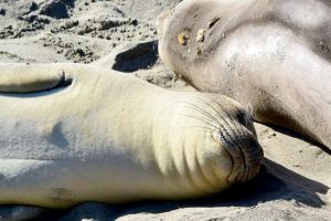 USA, California, piedra bianca, lion sea
