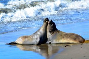 USA, California, piedra bianca, lion sea