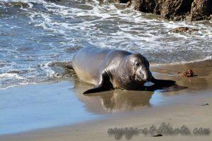 USA, California, piedra bianca, lion sea