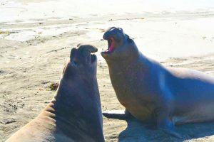 USA, California, piedra bianca, lion sea