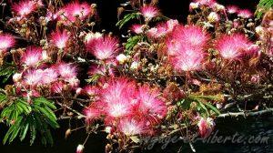 Colombie, Antioquia, San Rafael