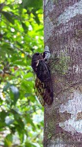 Colombie, Antioquia, San Rafael