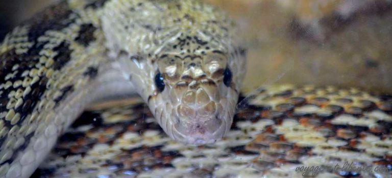 La redescente de l&rsquo; Ari(de)zona