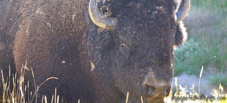 Des tétons et des geysers