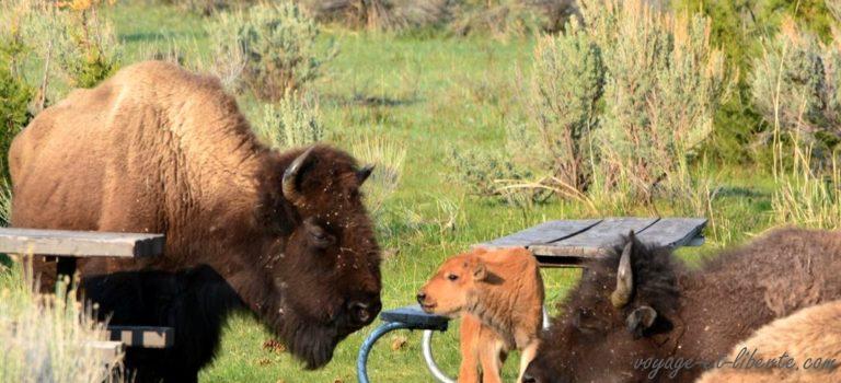 Yellowstone : l&rsquo;effervescence magique du printemps